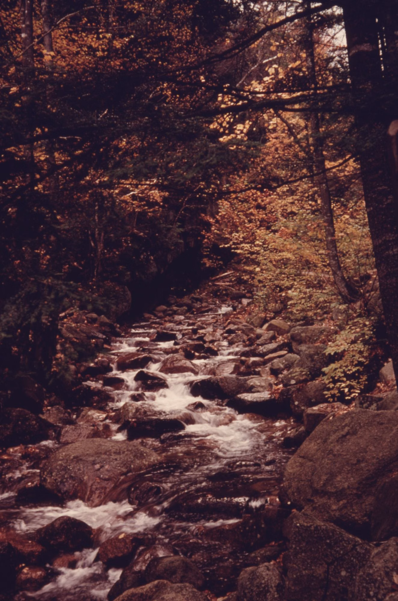 Rocky mountain stream in autumn woods near the Flume in Franconia Notch
