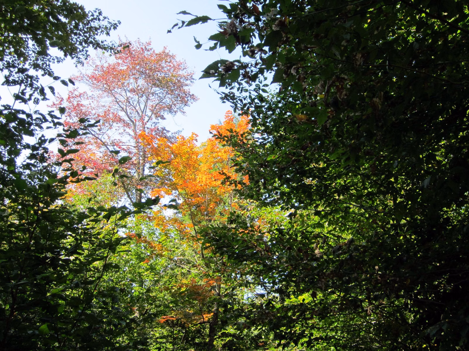Maples turning orange and red among green forest in the White Mountain National Forest