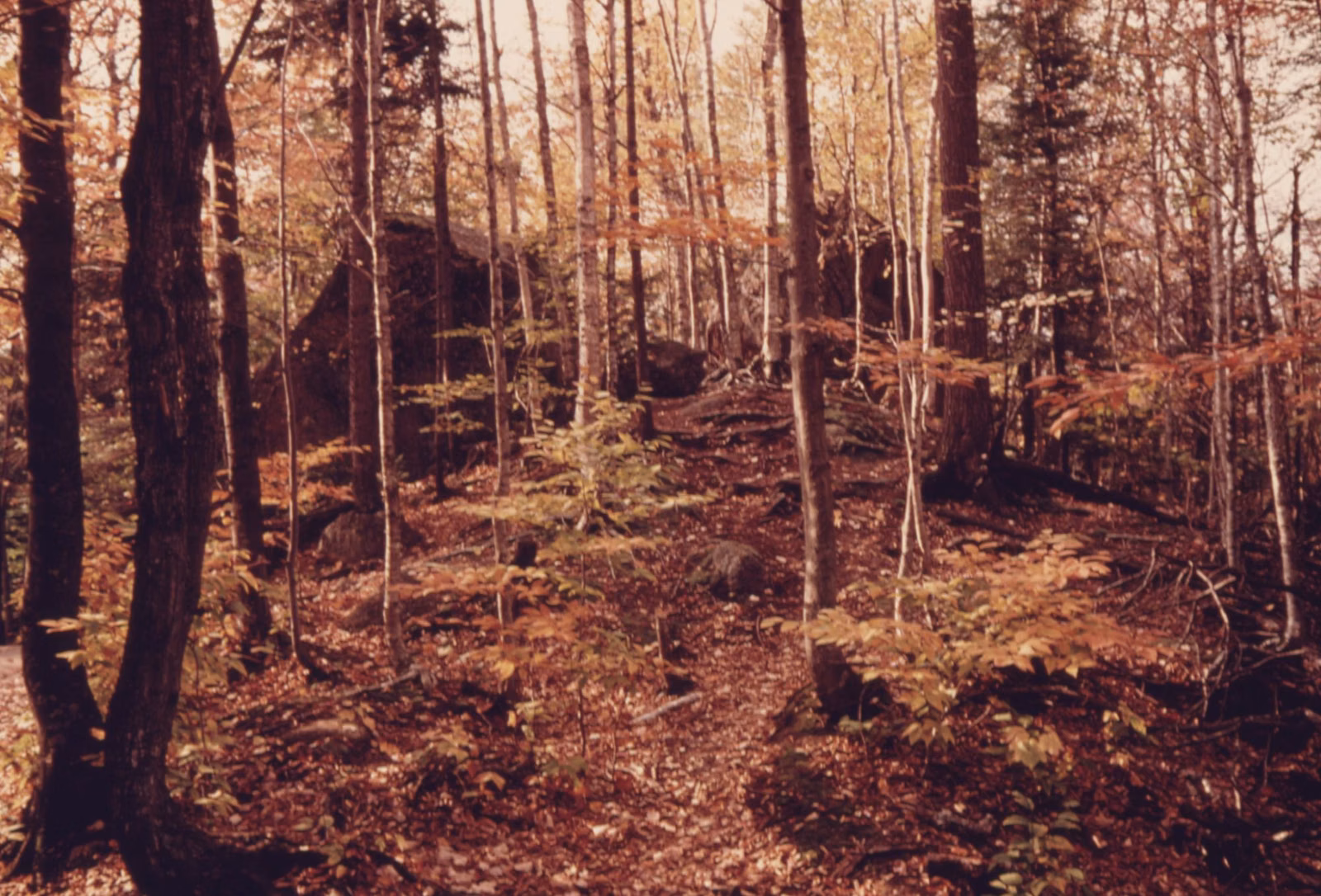 Granite blocks and autumn forest near the Flume Gorge