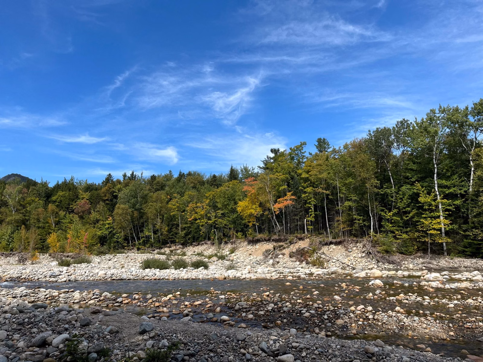 Wide rocky riverbed below a forested bank under a blue sky in the White Mountains