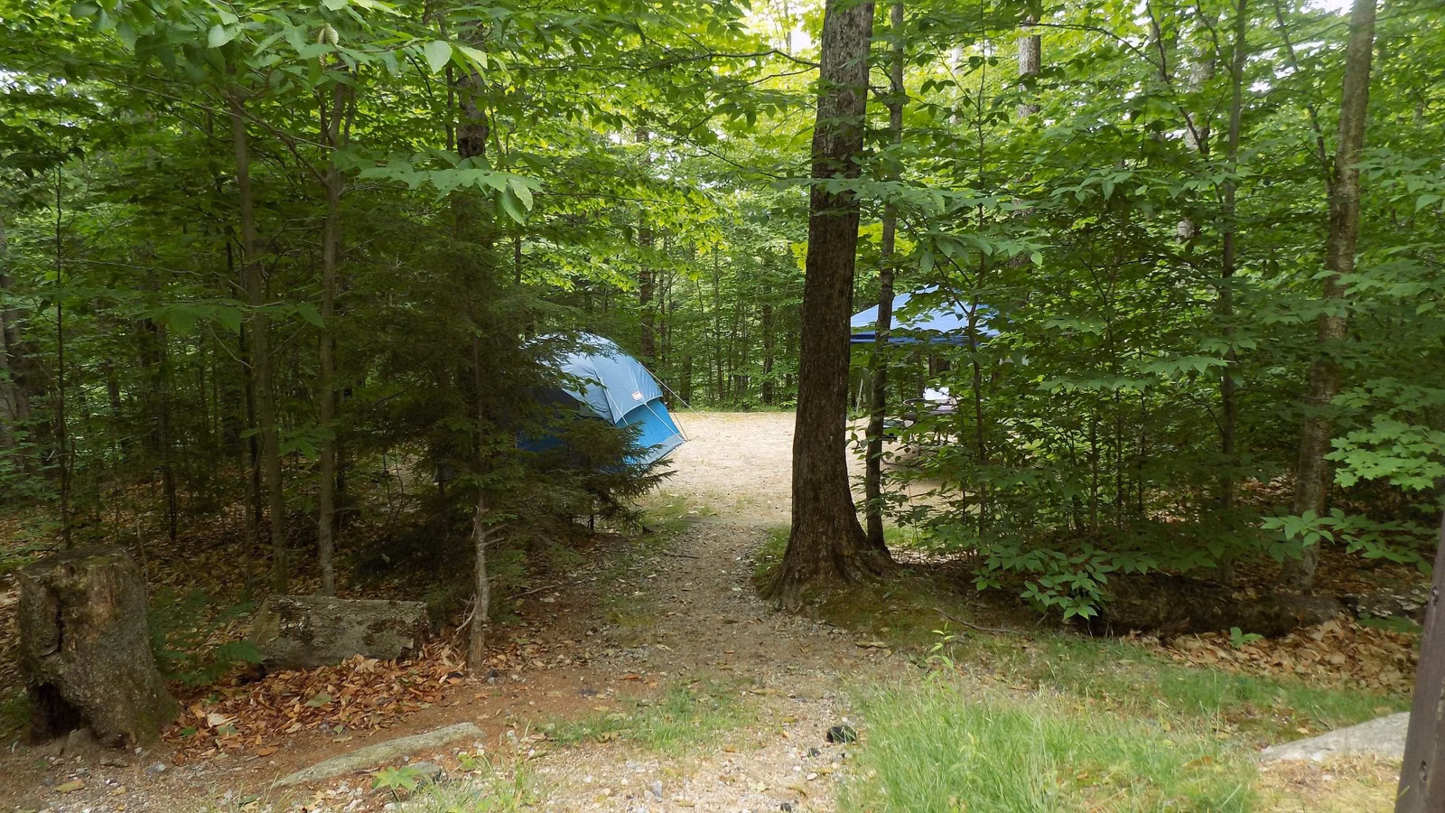 Tent pitched at a wooded campsite in the White Mountain National Forest