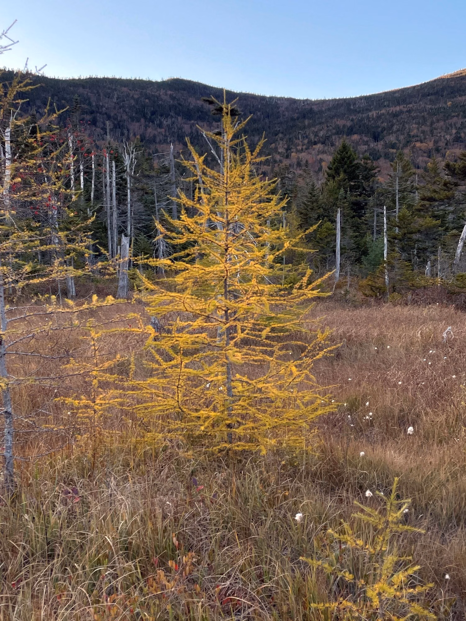 A golden tamarack in autumn among bog grasses at Lonesome Lake