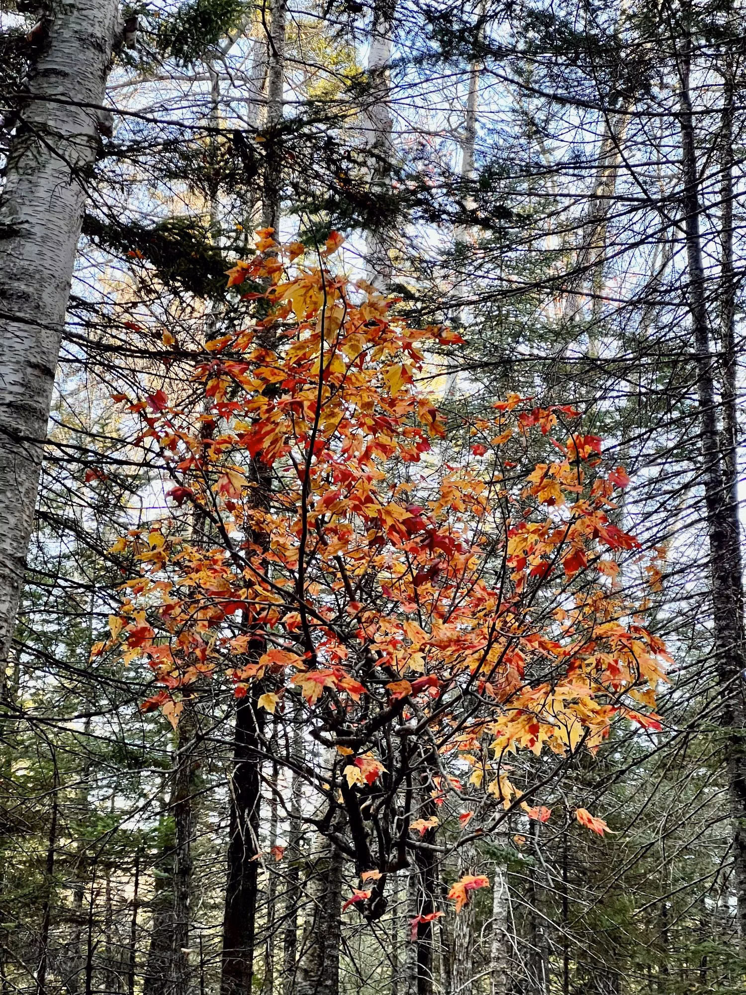 Young red maple in fall color beside a forest trail in the White Mountains